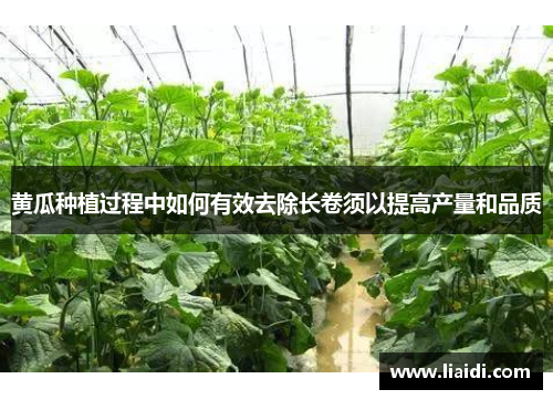 黄瓜种植过程中如何有效去除长卷须以提高产量和品质